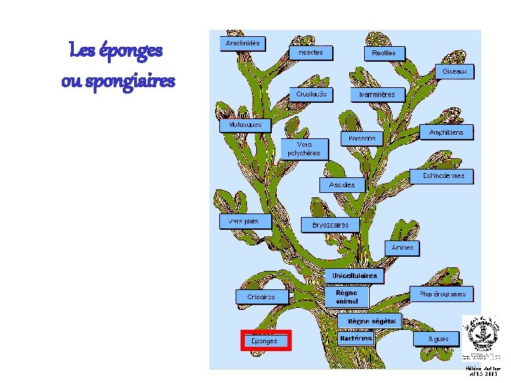 Les éponges ou spongiaires Hélène Authier AFBS 2005 