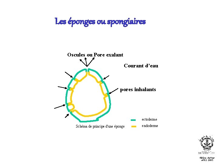 Les éponges ou spongiaires Oscules ou Pore exalant Courant d’eau pores inhalants ectoderme Schéma