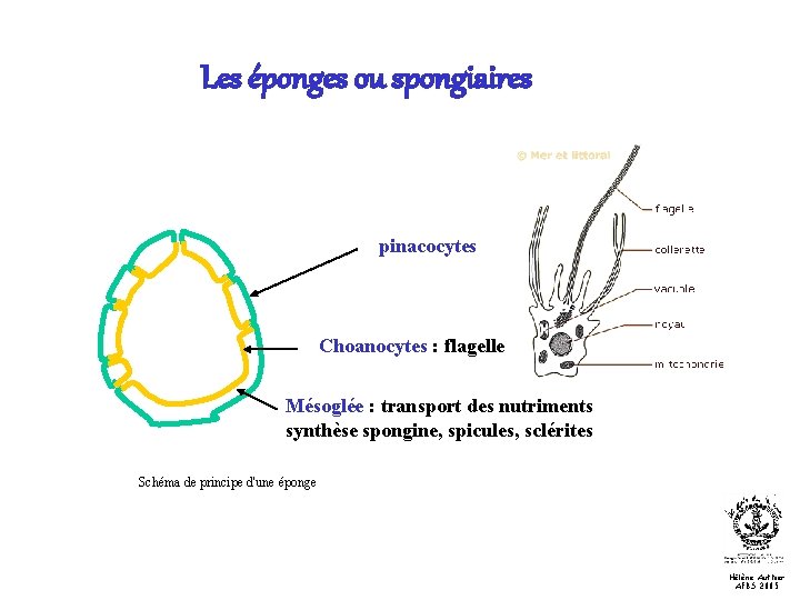 Les éponges ou spongiaires pinacocytes Choanocytes : flagelle Mésoglée : transport des nutriments synthèse
