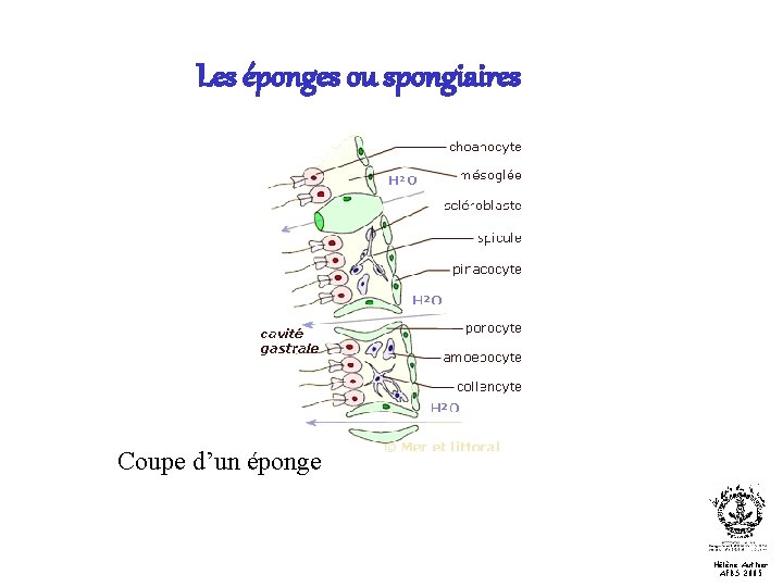 Les éponges ou spongiaires Coupe d’un éponge Hélène Authier AFBS 2005 