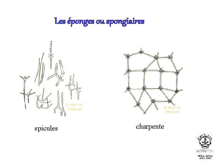 Les éponges ou spongiaires spicules charpente Hélène Authier AFBS 2005 
