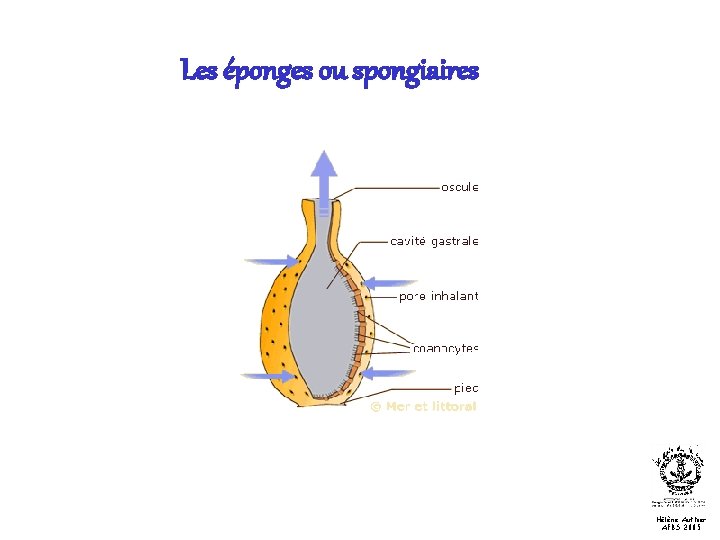 Les éponges ou spongiaires Hélène Authier AFBS 2005 