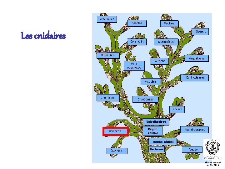 Les cnidaires Hélène Authier AFBS 2005 