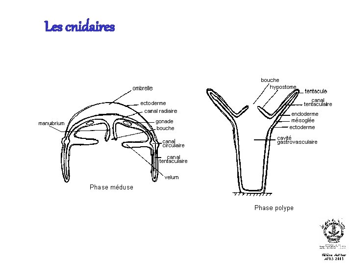 Les cnidaires Hélène Authier AFBS 2005 