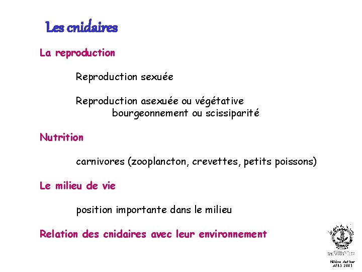 Les cnidaires La reproduction Reproduction sexuée Reproduction asexuée ou végétative bourgeonnement ou scissiparité Nutrition