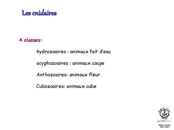 Les cnidaires 4 classes: hydrozoaires : animaux fait d’eau scyphozoaires : animaux coupe Anthozoaires:
