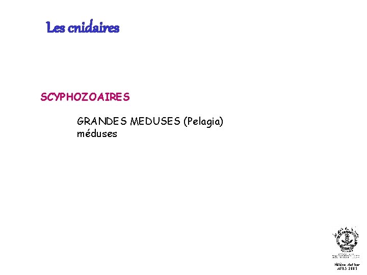 Les cnidaires SCYPHOZOAIRES GRANDES MEDUSES (Pelagia) méduses Hélène Authier AFBS 2005 