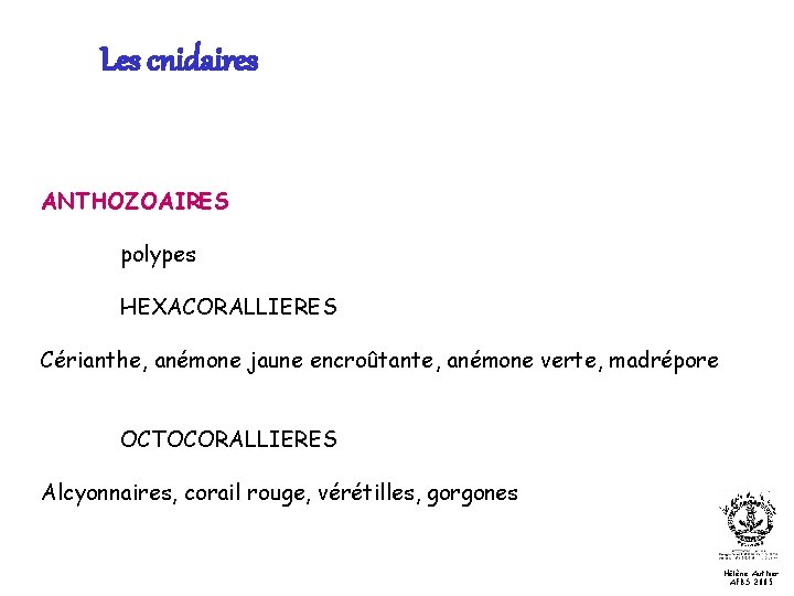 Les cnidaires ANTHOZOAIRES polypes HEXACORALLIERES Cérianthe, anémone jaune encroûtante, anémone verte, madrépore OCTOCORALLIERES Alcyonnaires,