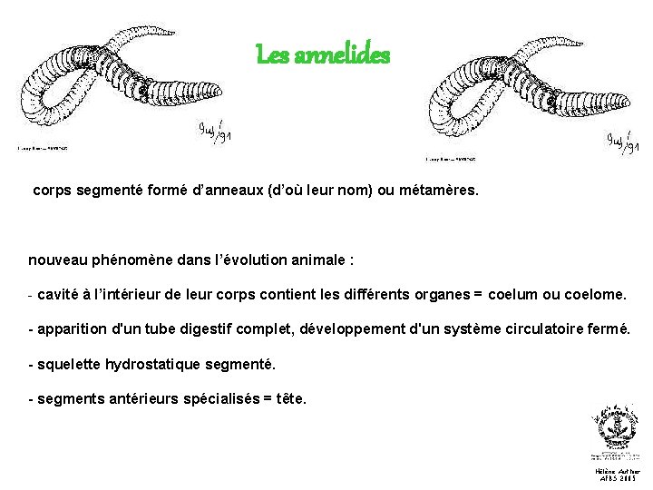 Les annelides corps segmenté formé d’anneaux (d’où leur nom) ou métamères. nouveau phénomène dans