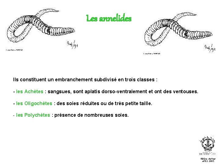 Les annelides Ils constituent un embranchement subdivisé en trois classes : - les Achètes