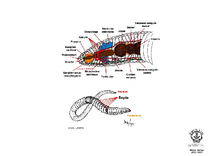 Hélène Authier AFBS 2005 