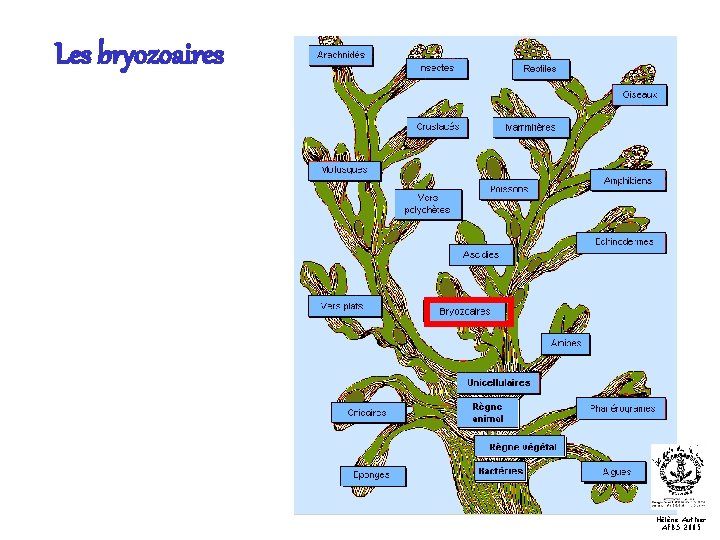 Les bryozoaires Hélène Authier AFBS 2005 