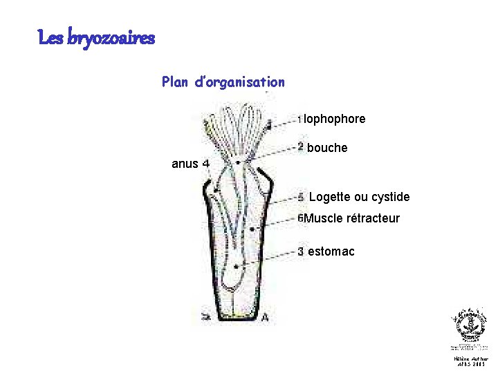 Les bryozoaires Plan d’organisation lophophore bouche anus Logette ou cystide Muscle rétracteur estomac Hélène