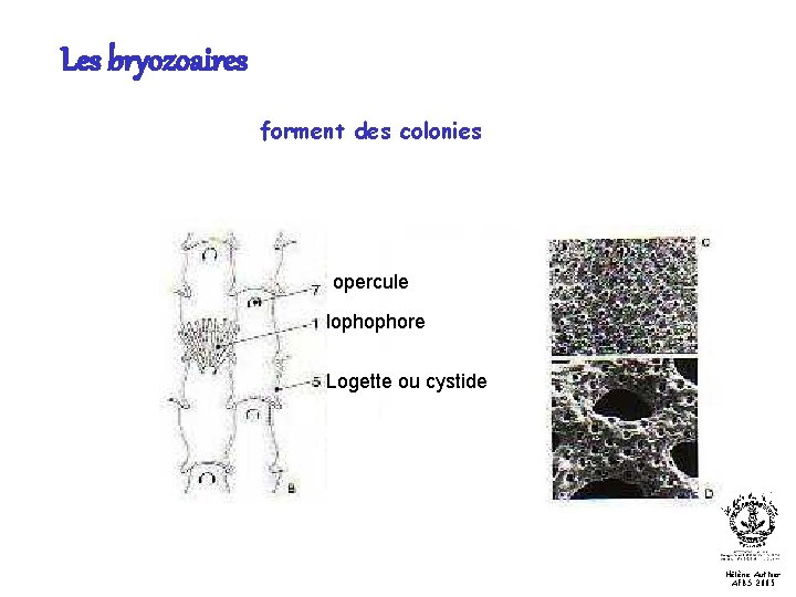 Les bryozoaires forment des colonies opercule lophophore Logette ou cystide Hélène Authier AFBS 2005