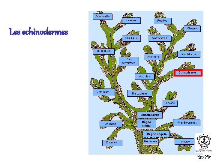 Les echinodermes Hélène Authier AFBS 2005 