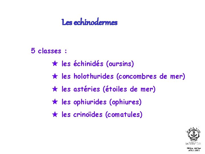 Les echinodermes 5 classes : les échinidés (oursins) les holothurides (concombres de mer) les
