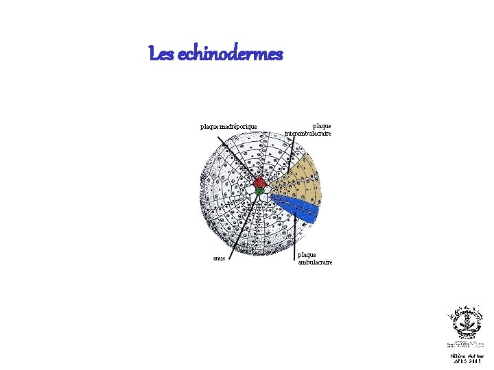 Les echinodermes Hélène Authier AFBS 2005 