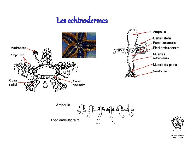 Les echinodermes Hélène Authier AFBS 2005 