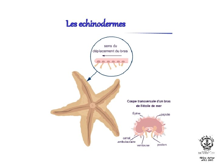 Les echinodermes Hélène Authier AFBS 2005 