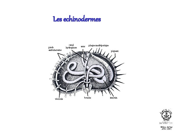 Les echinodermes Hélène Authier AFBS 2005 