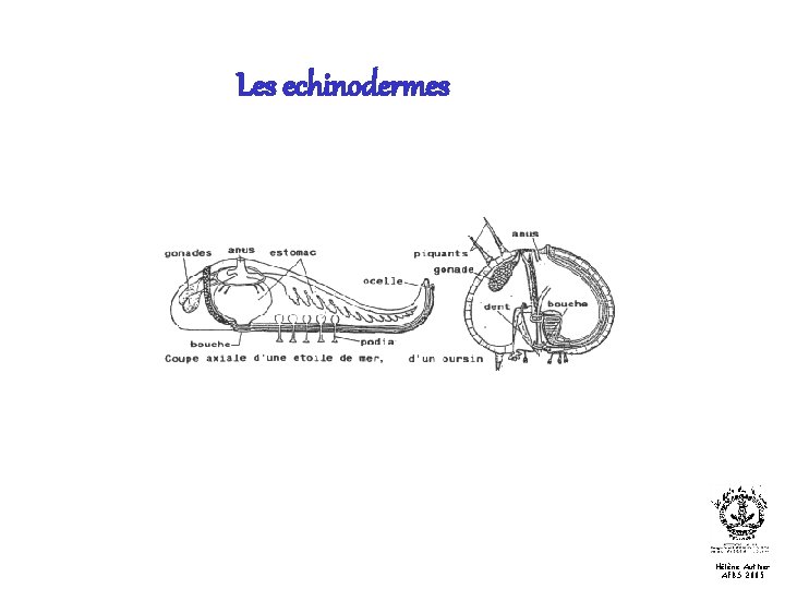 Les echinodermes Hélène Authier AFBS 2005 