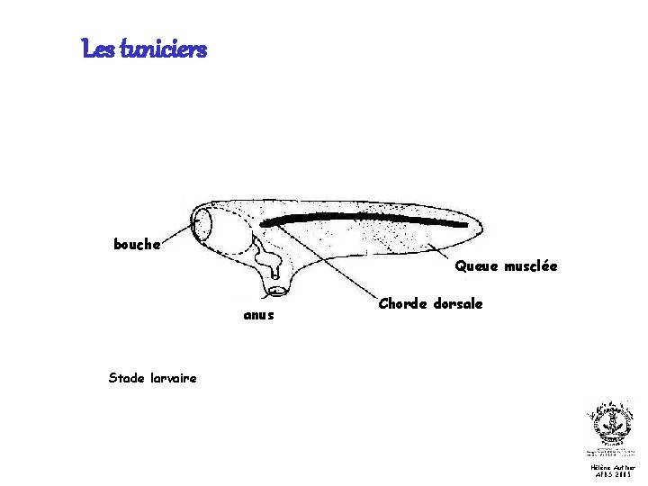 Les tuniciers bouche Queue musclée anus Chorde dorsale Stade larvaire Hélène Authier AFBS 2005