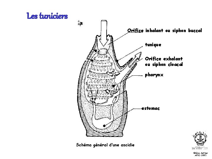 Les tuniciers Orifice inhalant ou siphon buccal tunique Orifice exhalant ou siphon cloacal pharynx