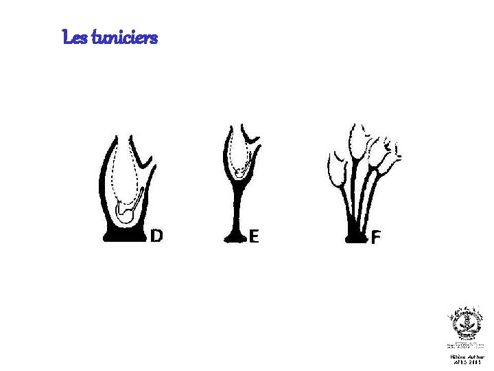 Les tuniciers Hélène Authier AFBS 2005 