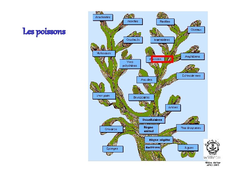 Les poissons Hélène Authier AFBS 2005 