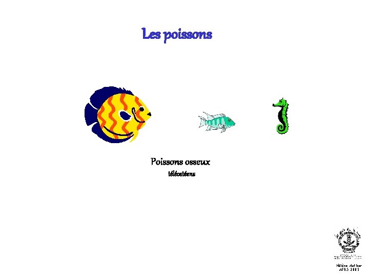 Les poissons Poissons osseux téléostéens Hélène Authier AFBS 2005 