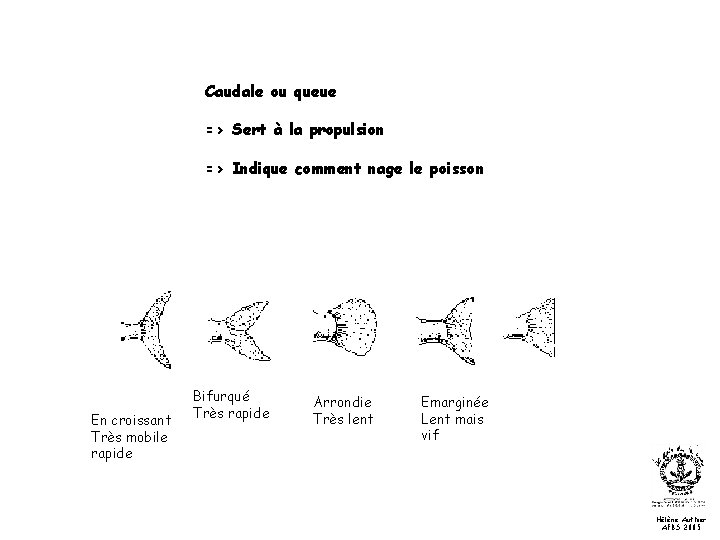 Caudale ou queue => Sert à la propulsion => Indique comment nage le poisson