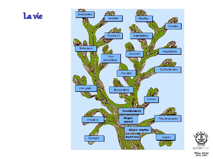 La vie Hélène Authier AFBS 2005 