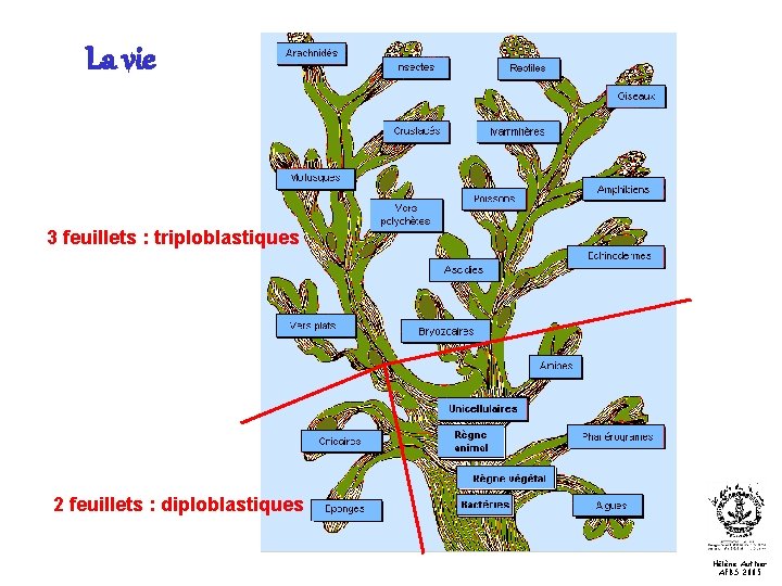 La vie 3 feuillets : triploblastiques 2 feuillets : diploblastiques Hélène Authier AFBS 2005