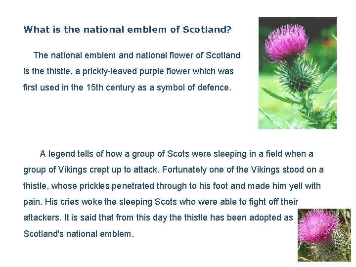What is the national emblem of Scotland? The national emblem and national flower of