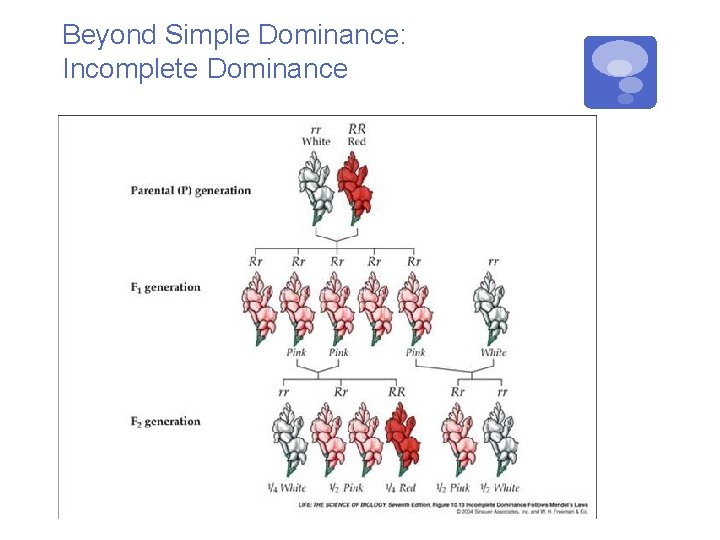 Beyond Simple Dominance: Incomplete Dominance 