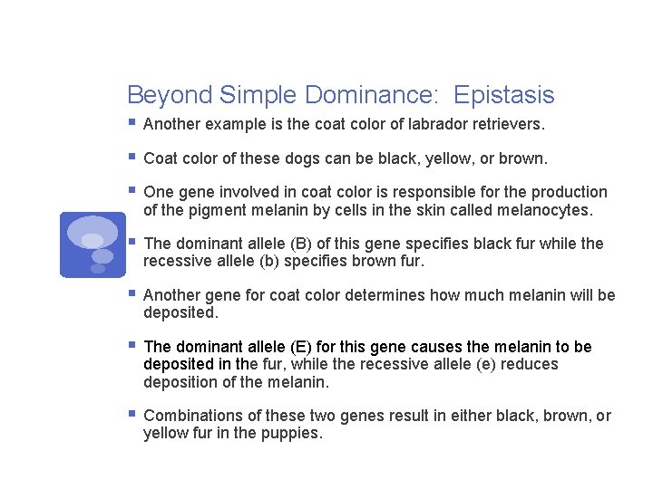 Beyond Simple Dominance: Epistasis § Another example is the coat color of labrador retrievers.