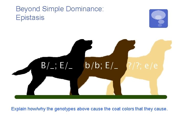 Beyond Simple Dominance: Epistasis Explain how/why the genotypes above cause the coat colors that