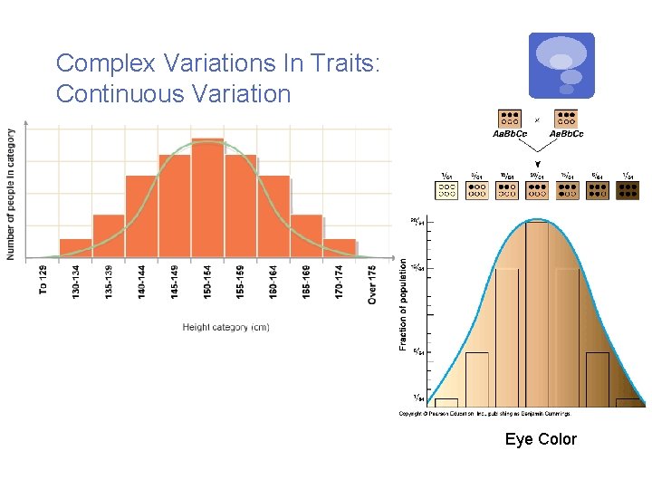 Complex Variations In Traits: Continuous Variation Eye Color 