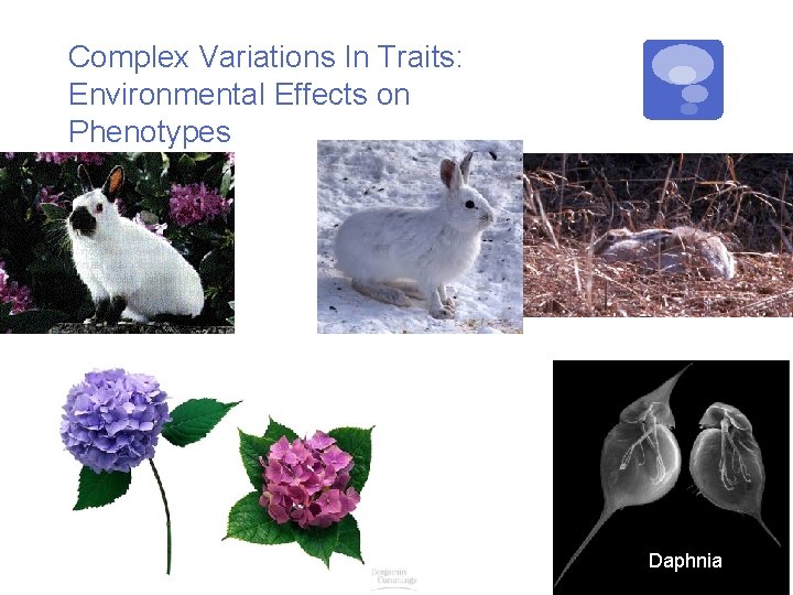 Complex Variations In Traits: Environmental Effects on Phenotypes Daphnia 