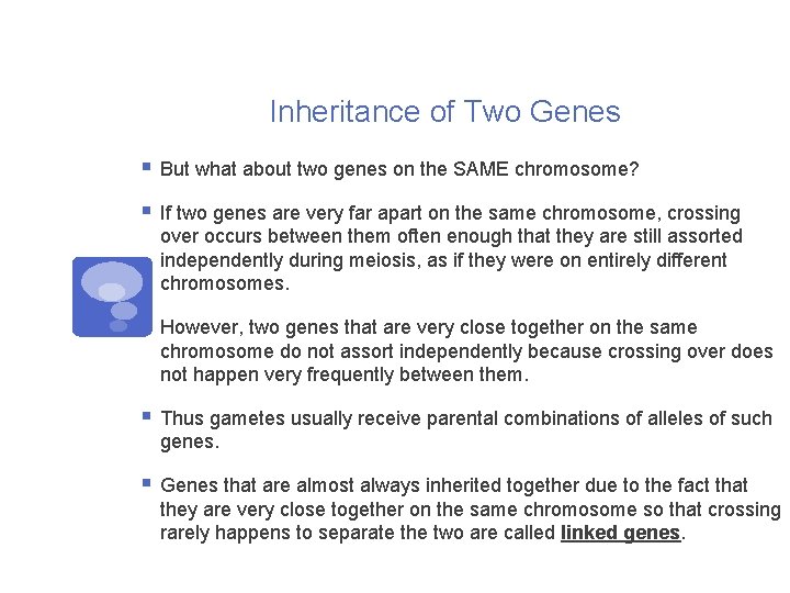 Inheritance of Two Genes § But what about two genes on the SAME chromosome?