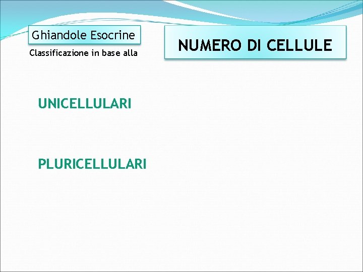 Ghiandole Esocrine Classificazione in base alla UNICELLULARI PLURICELLULARI NUMERO DI CELLULE 
