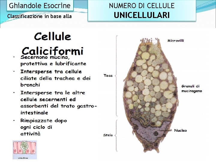 Ghiandole Esocrine NUMERO DI CELLULE Classificazione in base alla UNICELLULARI 