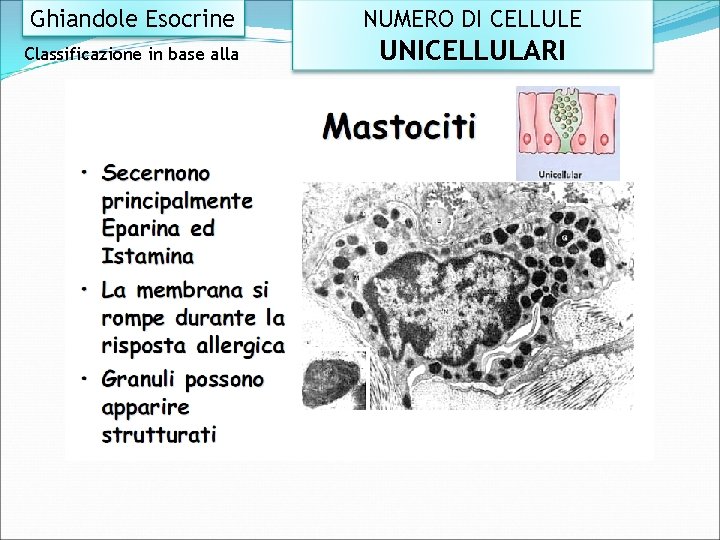 Ghiandole Esocrine NUMERO DI CELLULE Classificazione in base alla UNICELLULARI 