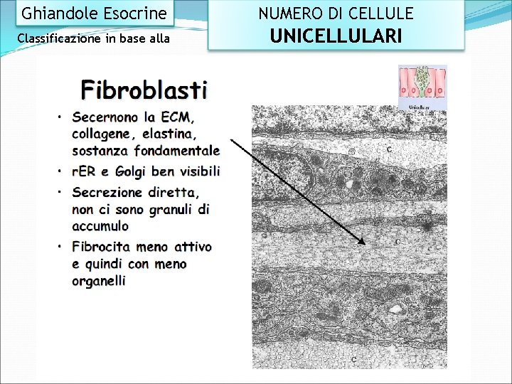 Ghiandole Esocrine NUMERO DI CELLULE Classificazione in base alla UNICELLULARI 