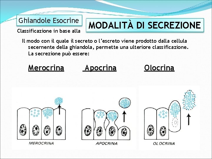 Ghiandole Esocrine Classificazione in base alla MODALITÀ DI SECREZIONE Il modo con il quale