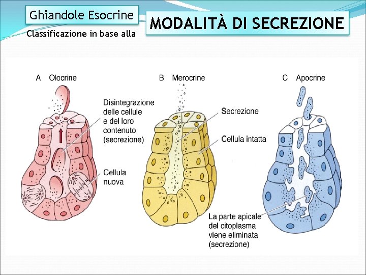Ghiandole Esocrine Classificazione in base alla MODALITÀ DI SECREZIONE 