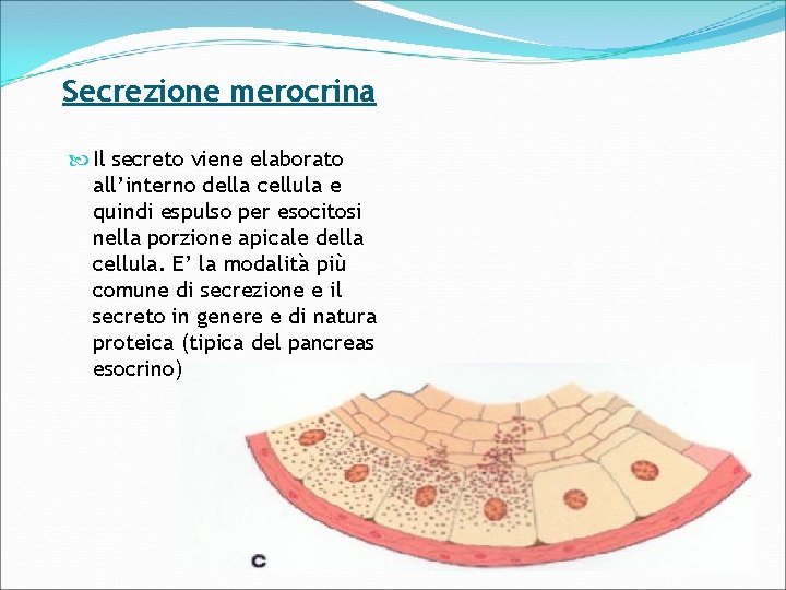 Secrezione merocrina Il secreto viene elaborato all’interno della cellula e quindi espulso per esocitosi
