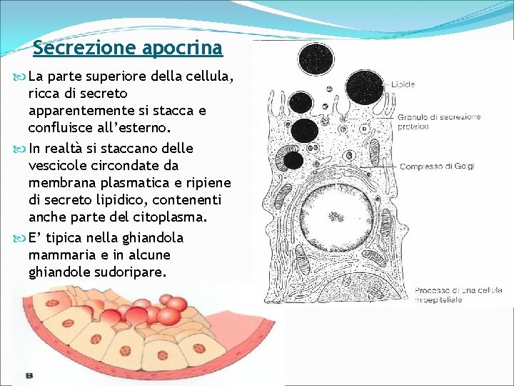 Secrezione apocrina La parte superiore della cellula, ricca di secreto apparentemente si stacca e