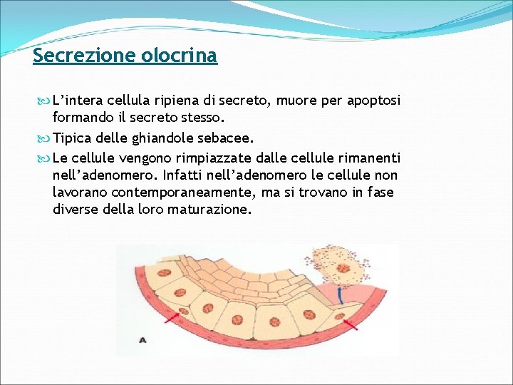 Secrezione olocrina L’intera cellula ripiena di secreto, muore per apoptosi formando il secreto stesso.