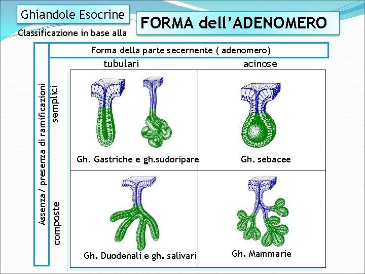 Ghiandole Esocrine Classificazione in base alla FORMA dell’ADENOMERO Forma della parte secernente ( adenomero)